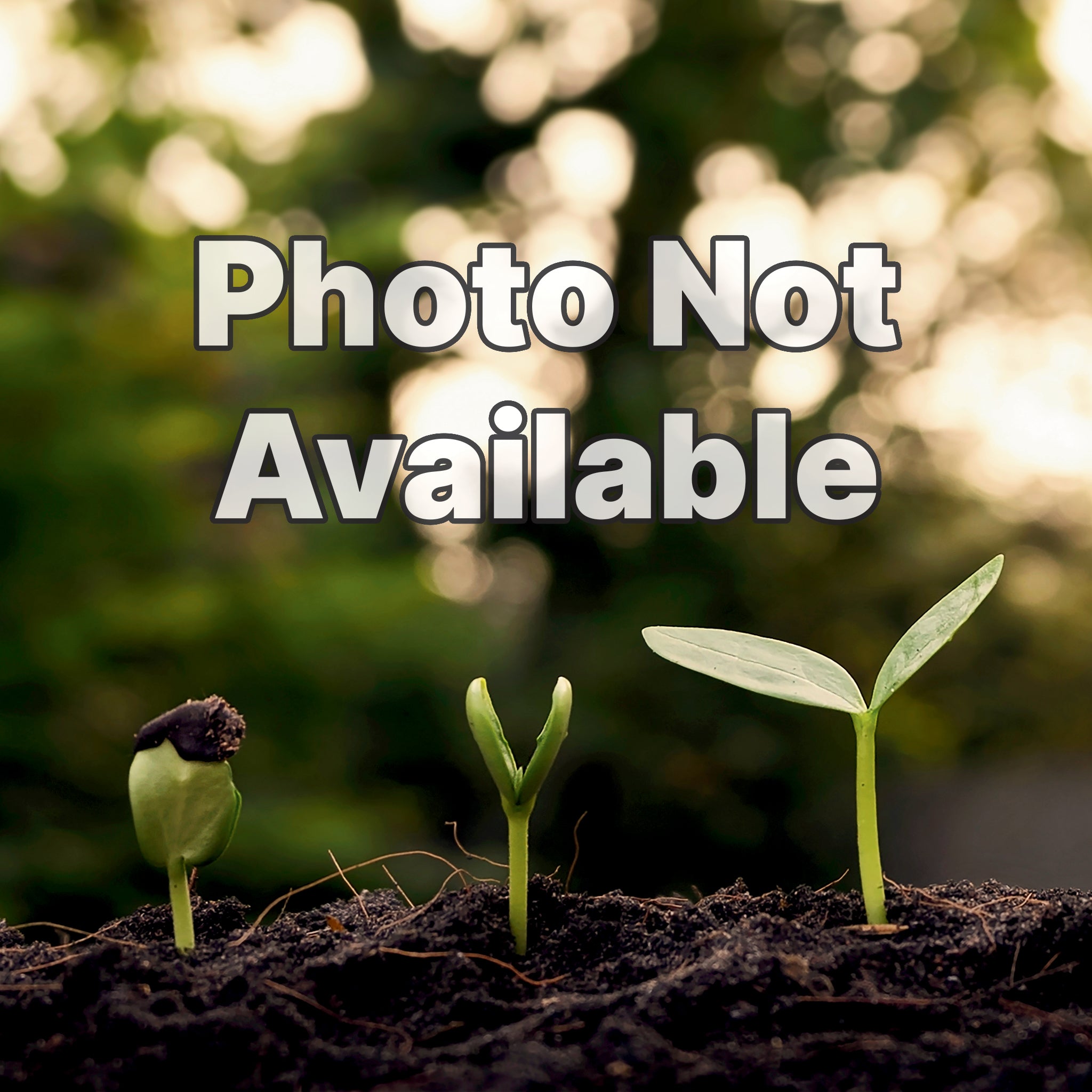 Orange Ball Untreated Gourds